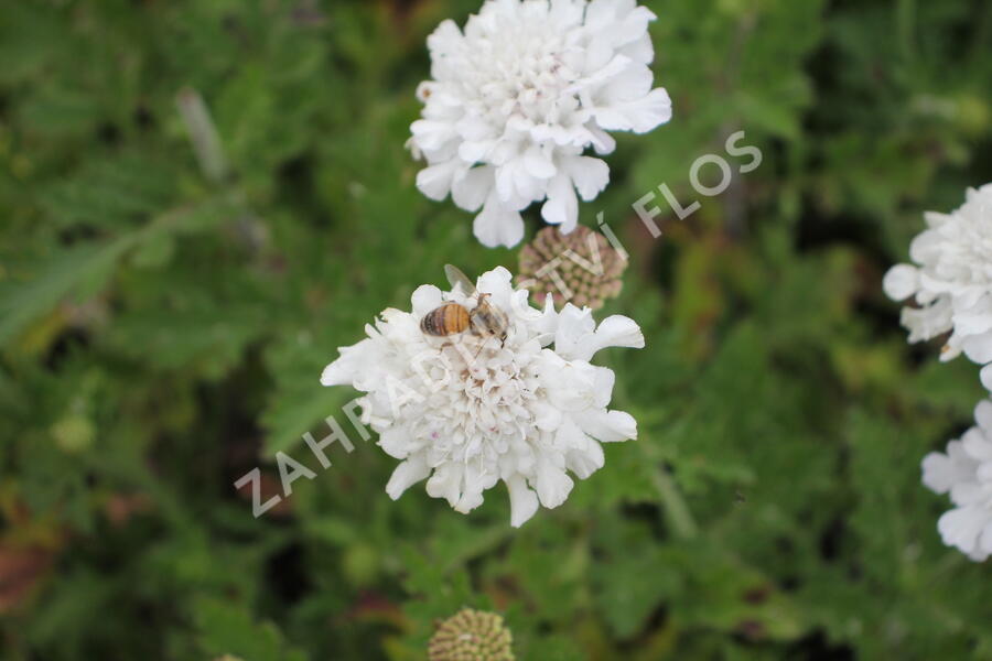 Hlaváč fialový 'Flutter Pure White' - Scabiosa columbaria 'Flutter Pure White'