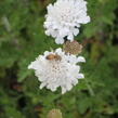 Hlaváč 'Flutter Pure White' - Scabiosa columbaria 'Flutter Pure White'