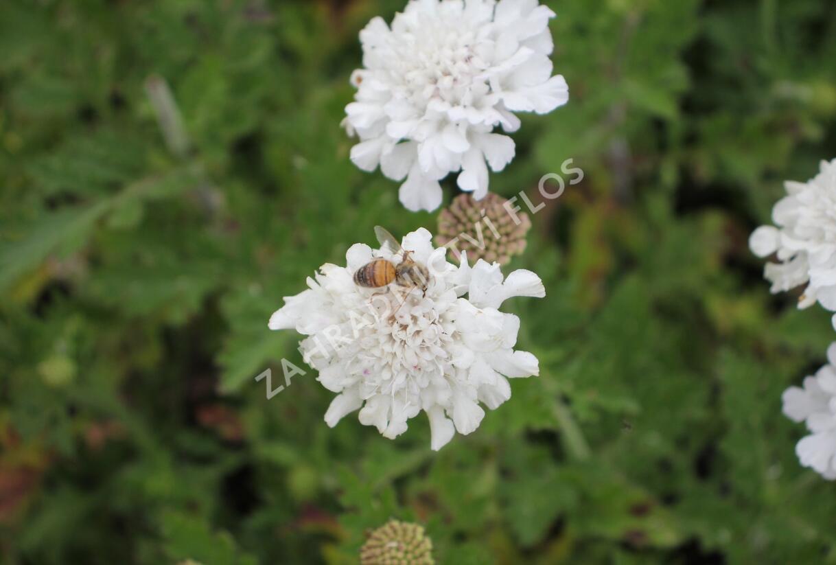 Hlaváč fialový 'Flutter Pure White' - Scabiosa columbaria 'Flutter Pure White'