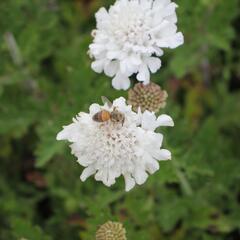 Hlaváč fialový 'Flutter Pure White' - Scabiosa columbaria 'Flutter Pure White'