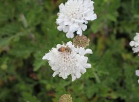 Hlaváč fialový 'Flutter Pure White' - Scabiosa columbaria 'Flutter Pure White'