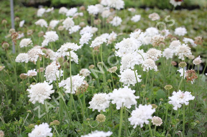 Hlaváč fialový 'Flutter Pure White' - Scabiosa columbaria 'Flutter Pure White'