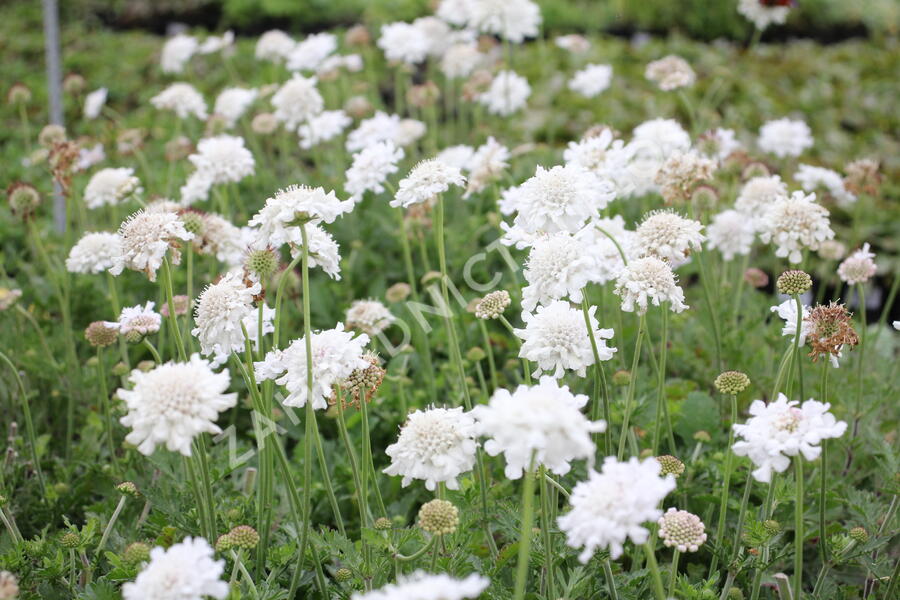 Hlaváč fialový 'Flutter Pure White' - Scabiosa columbaria 'Flutter Pure White'