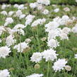 Hlaváč fialový 'Flutter Pure White' - Scabiosa columbaria 'Flutter Pure White'