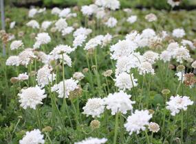 Hlaváč fialový 'Flutter Pure White' - Scabiosa columbaria 'Flutter Pure White'