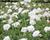 Hlaváč fialový 'Flutter Pure White'