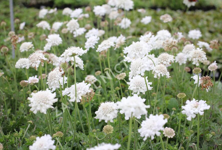 Hlaváč fialový 'Flutter Pure White' - Scabiosa columbaria 'Flutter Pure White'