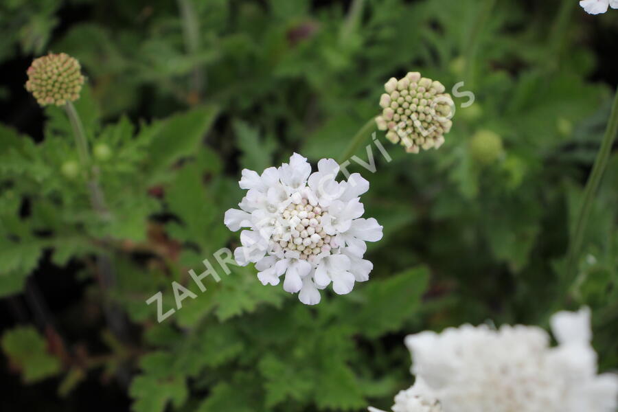 Hlaváč fialový 'Flutter Pure White' - Scabiosa columbaria 'Flutter Pure White'