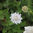 Hlaváč fialový 'Flutter Pure White' - Scabiosa columbaria 'Flutter Pure White'