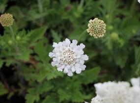 Hlaváč fialový 'Flutter Pure White' - Scabiosa columbaria 'Flutter Pure White'
