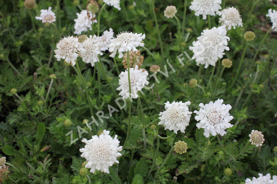 Hlaváč fialový 'Flutter Pure White' - Scabiosa columbaria 'Flutter Pure White'