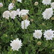 Hlaváč fialový 'Flutter Pure White' - Scabiosa columbaria 'Flutter Pure White'