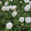Hlaváč 'Flutter Pure White' - Scabiosa columbaria 'Flutter Pure White'