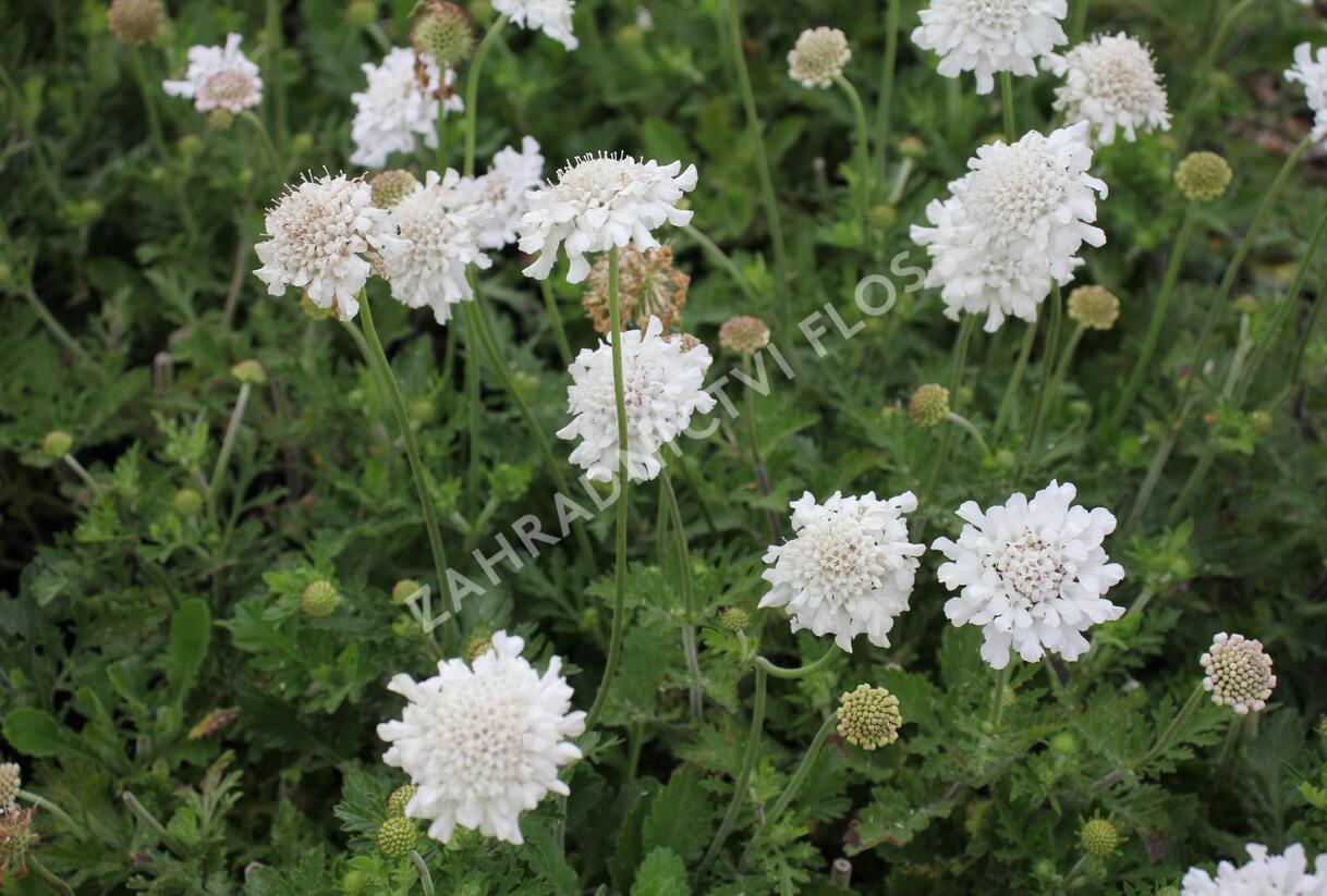 Hlaváč fialový 'Flutter Pure White' - Scabiosa columbaria 'Flutter Pure White'