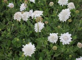 Hlaváč fialový 'Flutter Pure White' - Scabiosa columbaria 'Flutter Pure White'