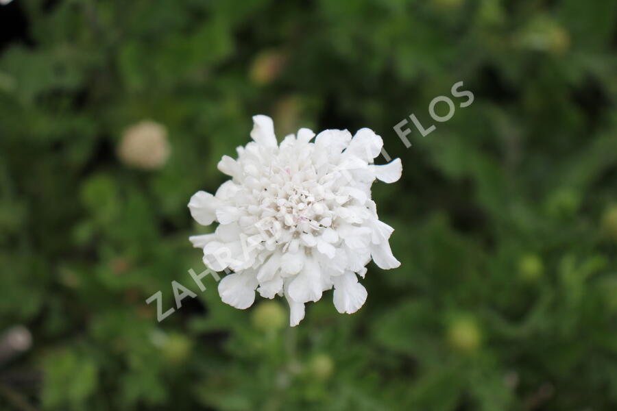 Hlaváč fialový 'Flutter Pure White' - Scabiosa columbaria 'Flutter Pure White'