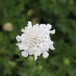 Hlaváč fialový 'Flutter Pure White' - Scabiosa columbaria 'Flutter Pure White'