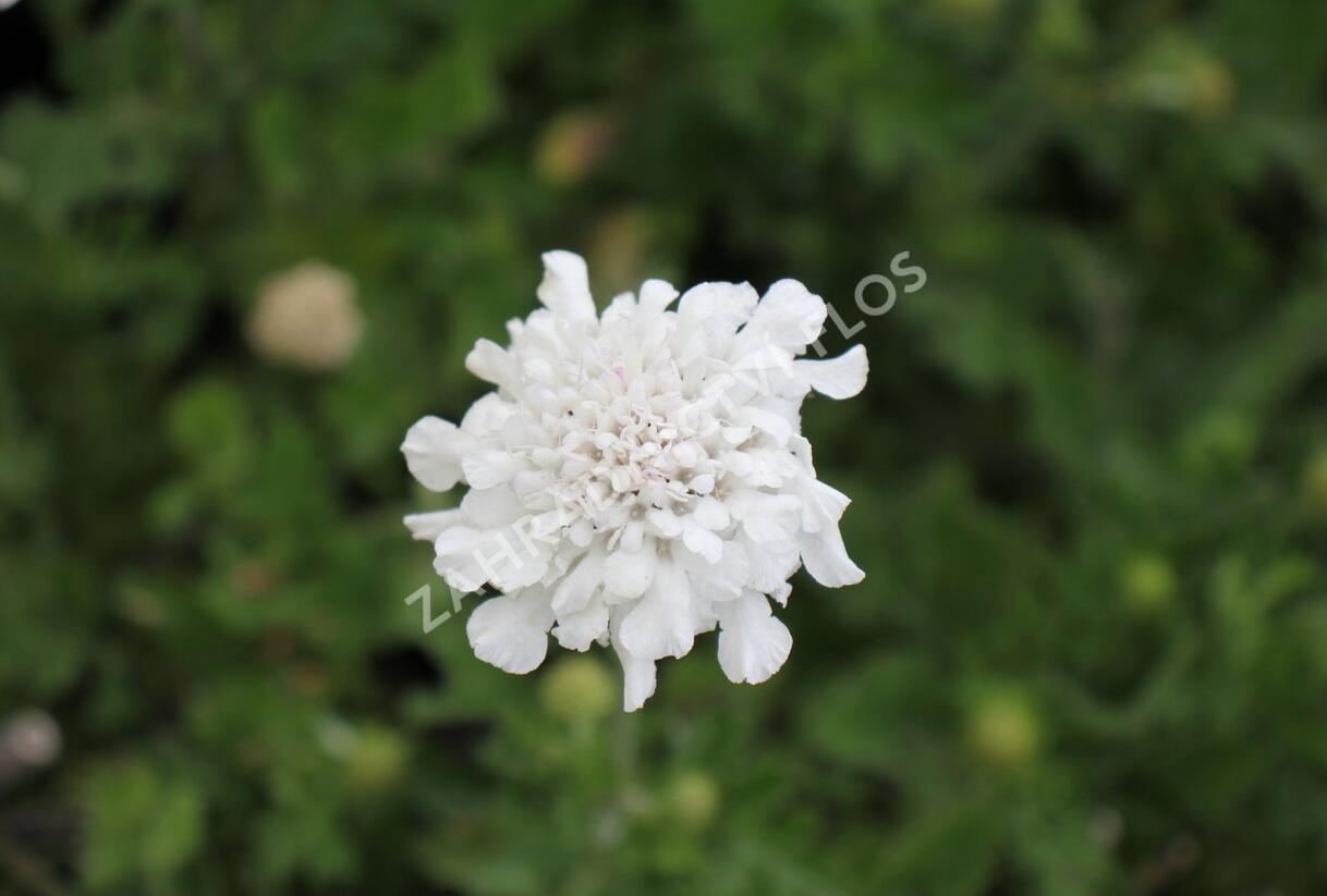 Hlaváč fialový 'Flutter Pure White' - Scabiosa columbaria 'Flutter Pure White'
