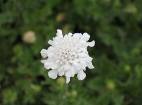 Hlaváč fialový 'Flutter Pure White' - Scabiosa columbaria 'Flutter Pure White'