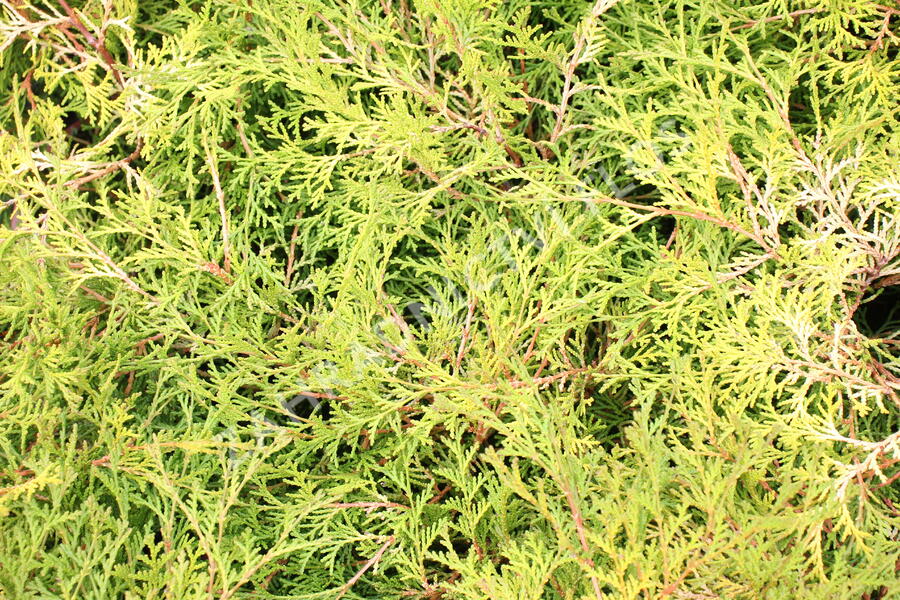 Cypřišek tupolistý 'Kamarachiba' - Chamaecyparis obtusa 'Kamarachiba'