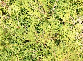 Cypřišek tupolistý 'Kamarachiba' - Chamaecyparis obtusa 'Kamarachiba'