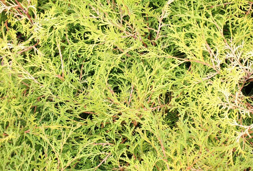 Cypřišek tupolistý 'Kamarachiba' - Chamaecyparis obtusa 'Kamarachiba'