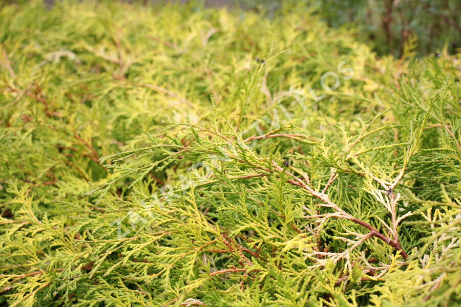 Cypřišek tupolistý 'Kamarachiba' - Chamaecyparis obtusa 'Kamarachiba'