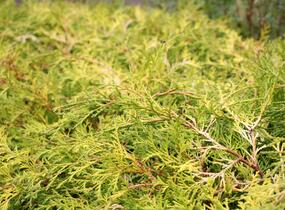 Cypřišek tupolistý 'Kamarachiba' - Chamaecyparis obtusa 'Kamarachiba'