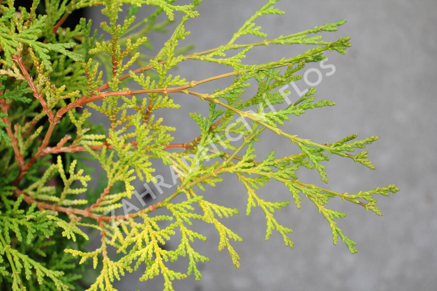 Cypřišek tupolistý 'Kamarachiba' - Chamaecyparis obtusa 'Kamarachiba'
