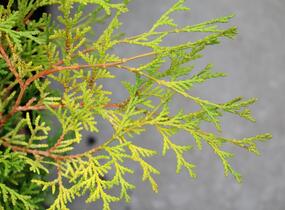 Cypřišek tupolistý 'Kamarachiba' - Chamaecyparis obtusa 'Kamarachiba'