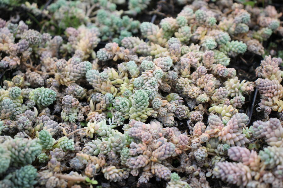 Rozchodník sivý - Sedum dasyphyllum
