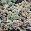 Rozchodník sivý - Sedum dasyphyllum