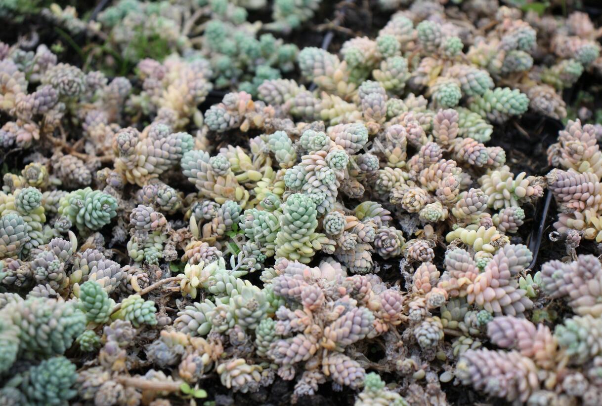 Rozchodník sivý - Sedum dasyphyllum