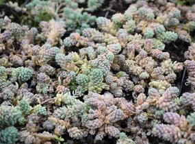 Rozchodník sivý - Sedum dasyphyllum