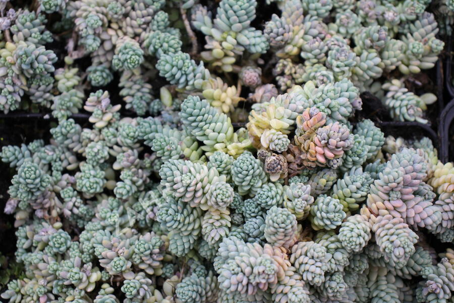 Rozchodník sivý - Sedum dasyphyllum