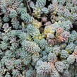 Rozchodník - Sedum dasyphyllum