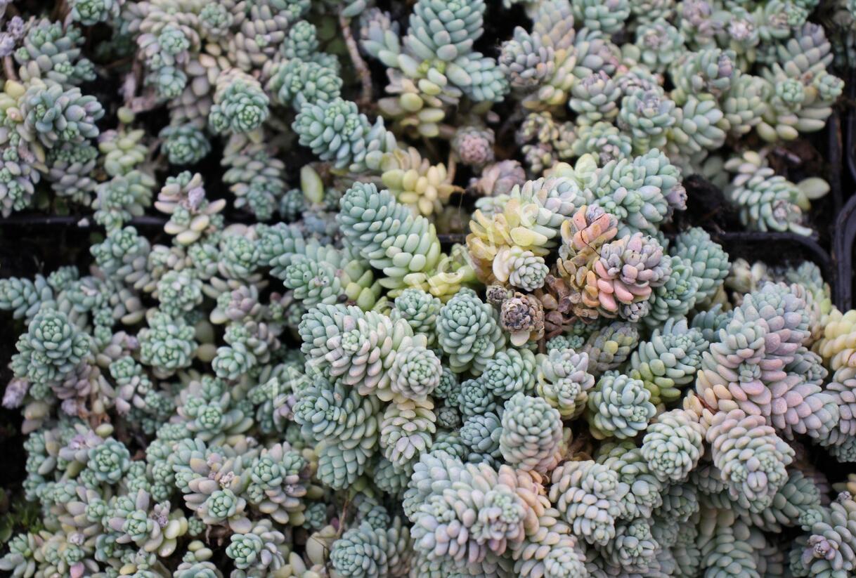 Rozchodník sivý - Sedum dasyphyllum