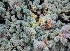Rozchodník sivý - Sedum dasyphyllum