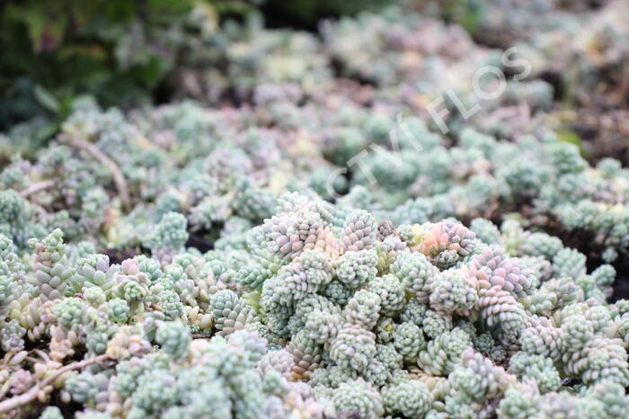 Rozchodník sivý - Sedum dasyphyllum
