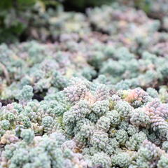 Rozchodník sivý - Sedum dasyphyllum