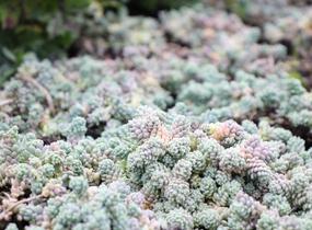 Rozchodník sivý - Sedum dasyphyllum