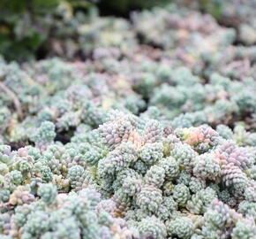 Rozchodník sivý - Sedum dasyphyllum