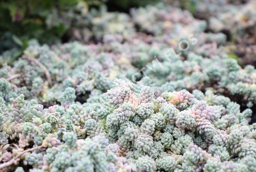 Rozchodník sivý - Sedum dasyphyllum
