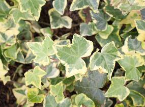Břečťan popínavý 'Yellow Ripple' - Hedera helix 'Yellow Ripple'