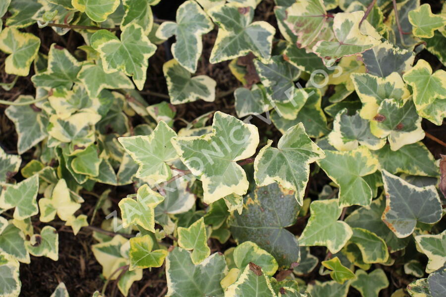 Břečťan popínavý 'Yellow Ripple' - Hedera helix 'Yellow Ripple'