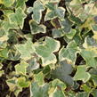 Břečťan popínavý 'Yellow Ripple' - Hedera helix 'Yellow Ripple'