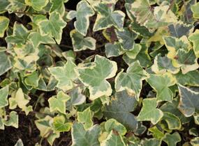 Břečťan popínavý 'Yellow Ripple' - Hedera helix 'Yellow Ripple'