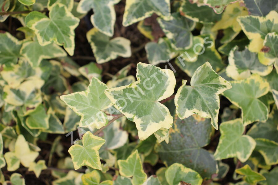 Břečťan popínavý 'Yellow Ripple' - Hedera helix 'Yellow Ripple'