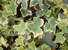 Břečťan popínavý 'Yellow Ripple' - Hedera helix 'Yellow Ripple'