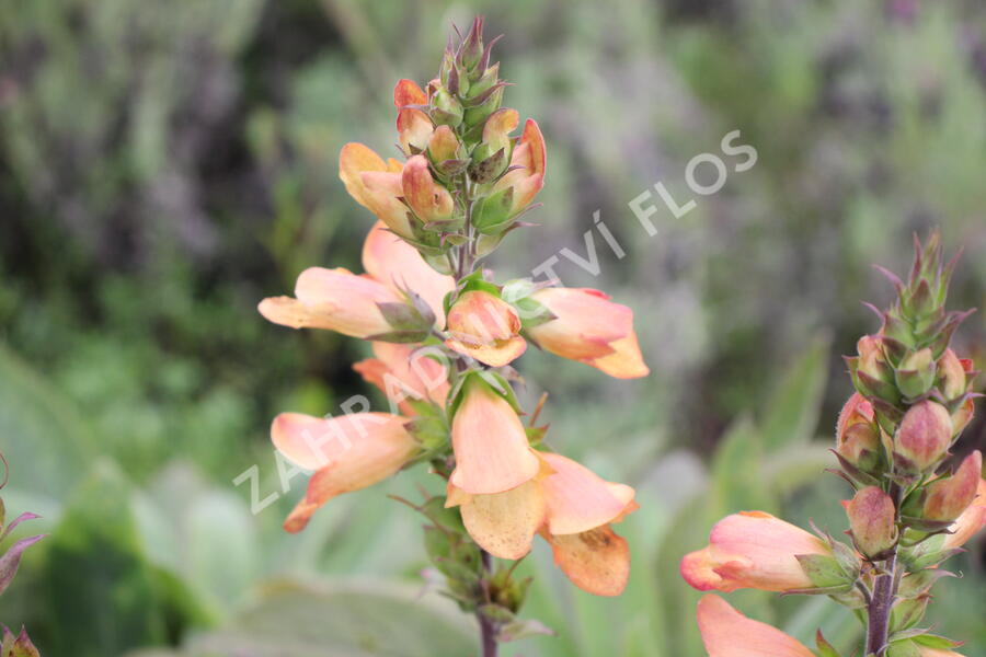 Náprstník 'Illumination Apricot' - Digitalis x hybrida 'Illumination Apricot'